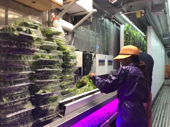 Hydroponic Farming: A Soilless Solution for the Future of Food